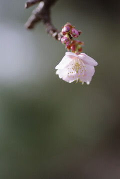 一番咲きの桜