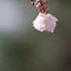 一番咲きの桜