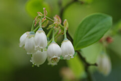 満天星の花