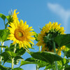 今朝のひまわり