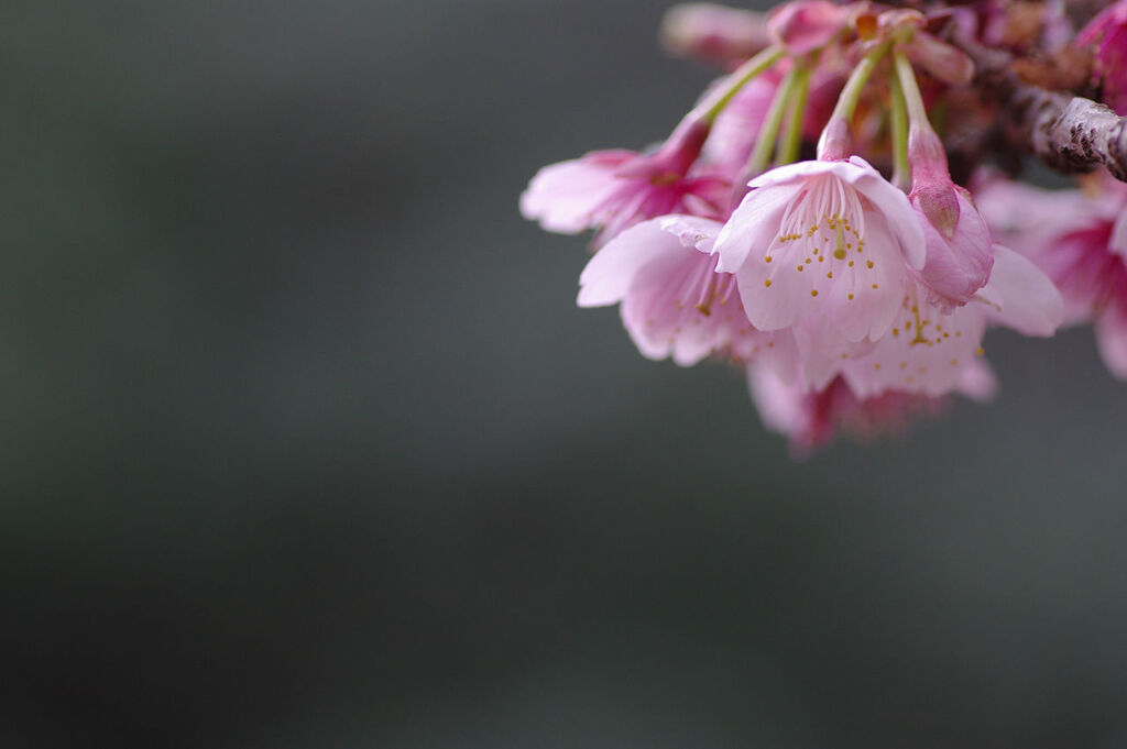 寒桜