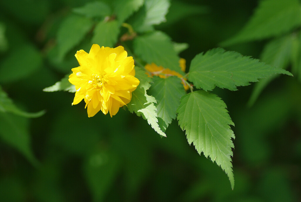 ヤマブキ輝く
