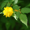 ヤマブキ輝く