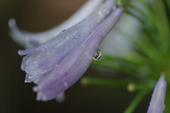 雨に濡れた花