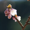 春の光
