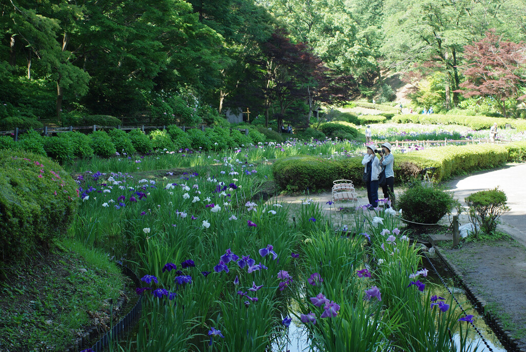 六月の公園