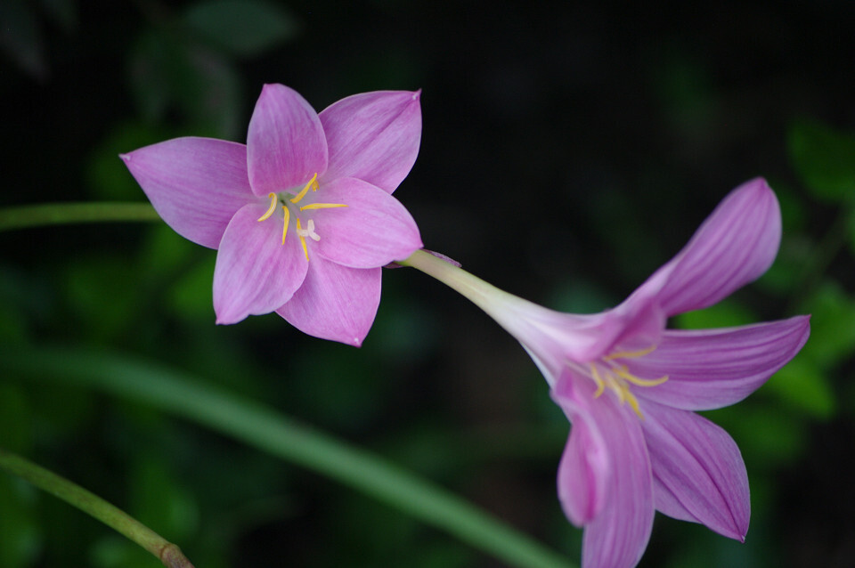 ゼフィランサス