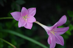 ゼフィランサス