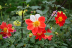 なんかめでたい