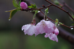 雨のアーコレード