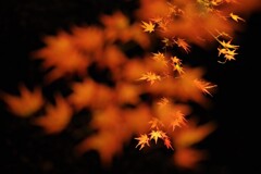 秋夜の花火