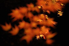 秋夜の花火