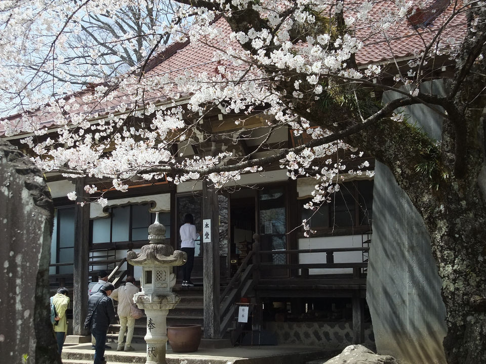 実相寺の桜