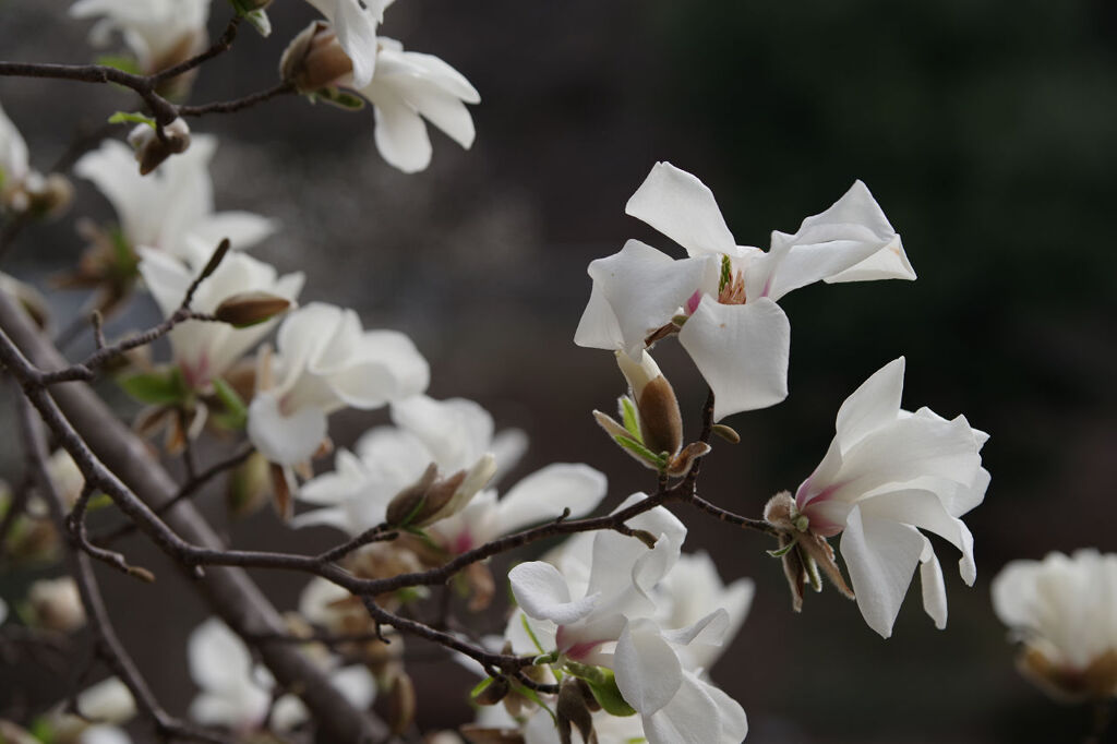 コブシの花