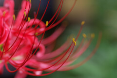 ヒガンバナ　花粉