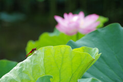 蓮田の赤トンボ