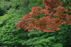 新緑と紅葉