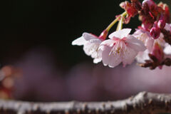 寒咲き桜
