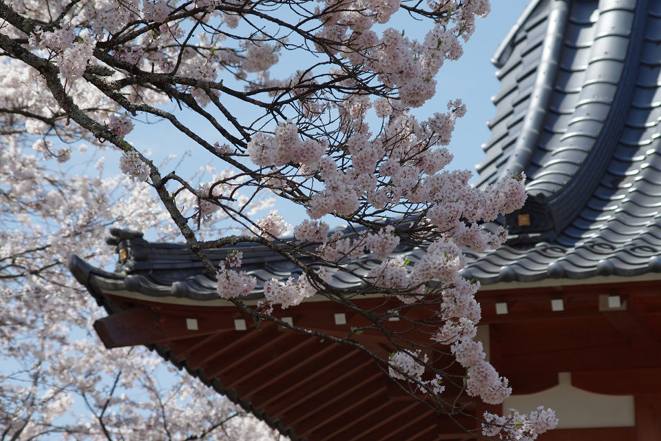 神代桜