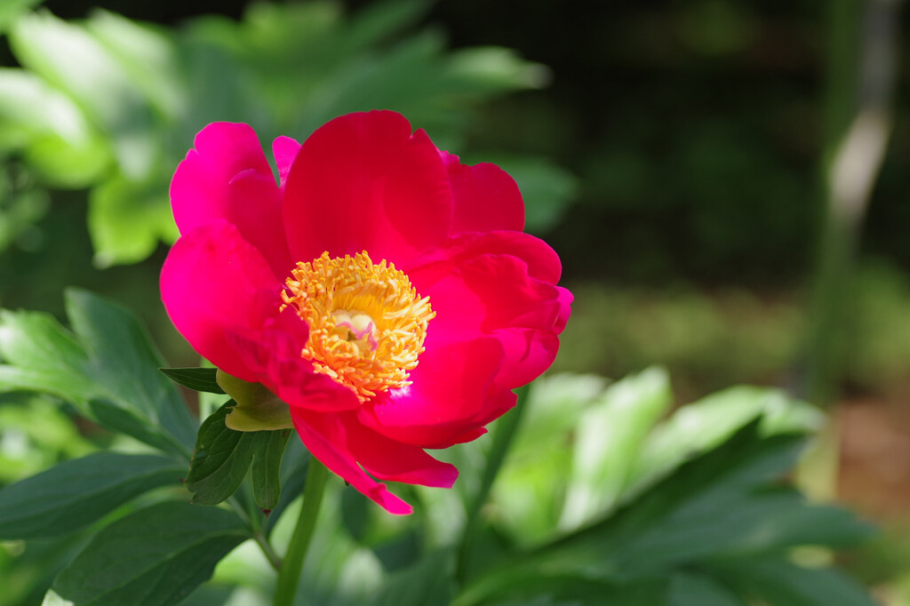 あざやか芍薬