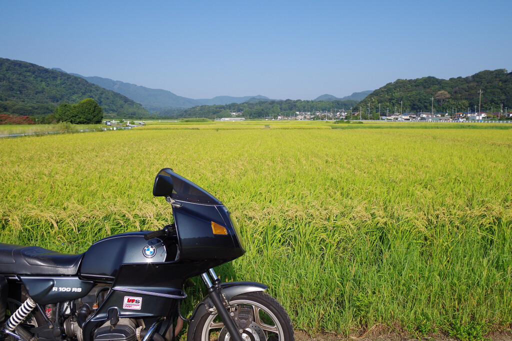通りすがりの田んぼにて
