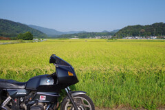 通りすがりの田んぼにて