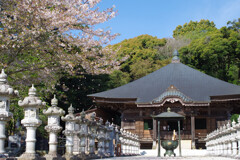 桜舞う寺院