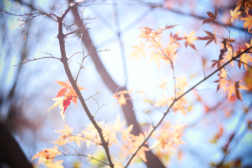 冬空に残葉
