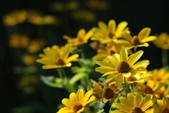 黄色の花1