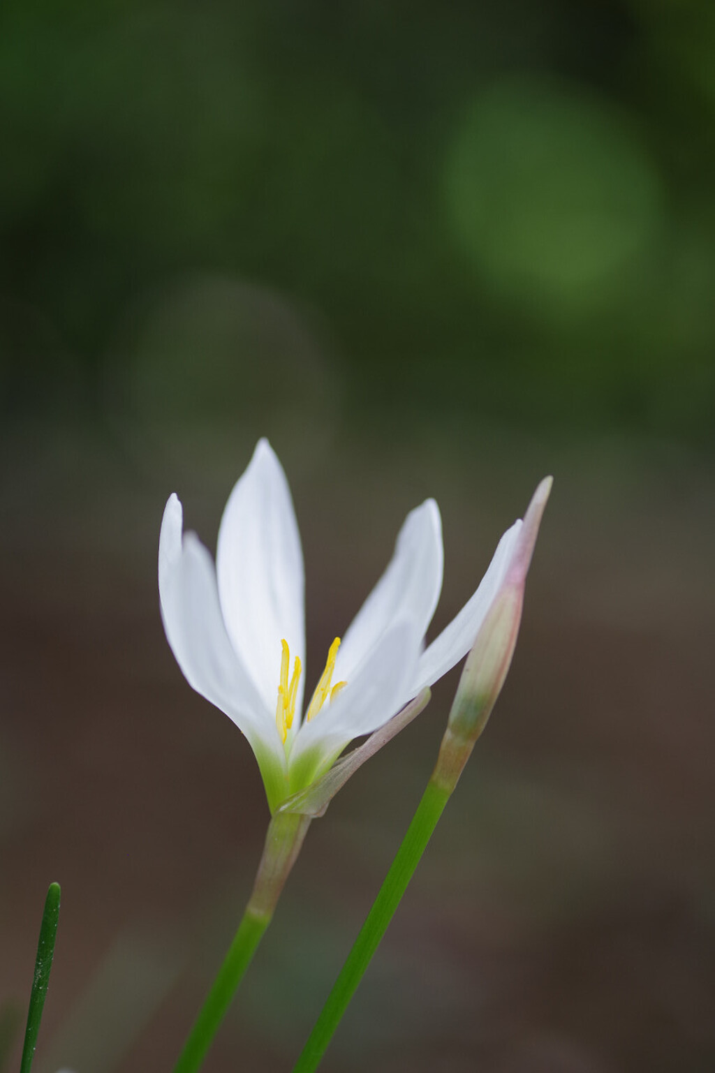 お花を探して2
