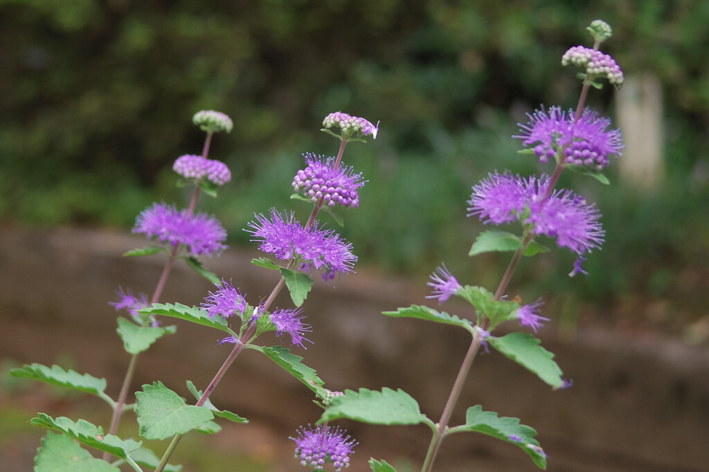 段菊