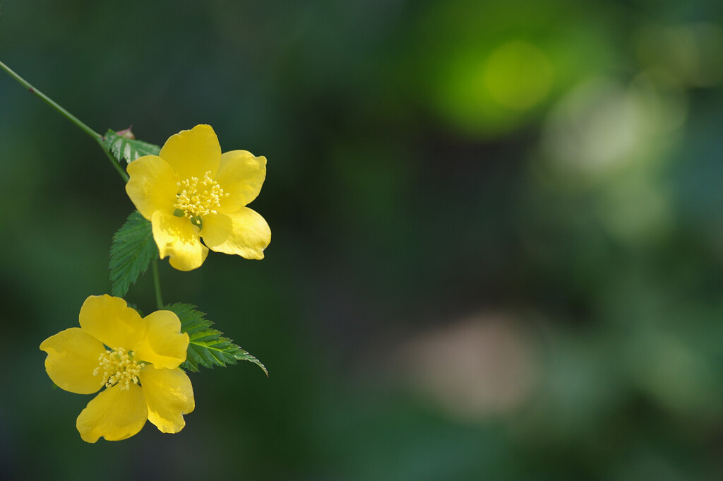 山吹の花