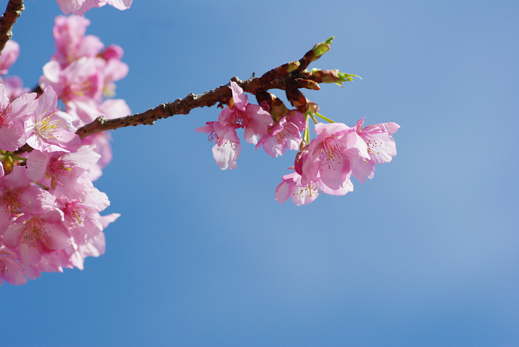 河津桜