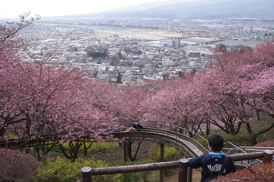 桜まつり３