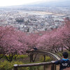 桜まつり３