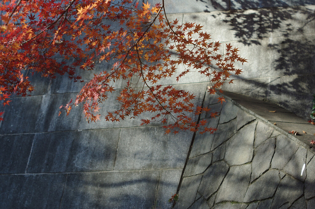 紅葉とカベ