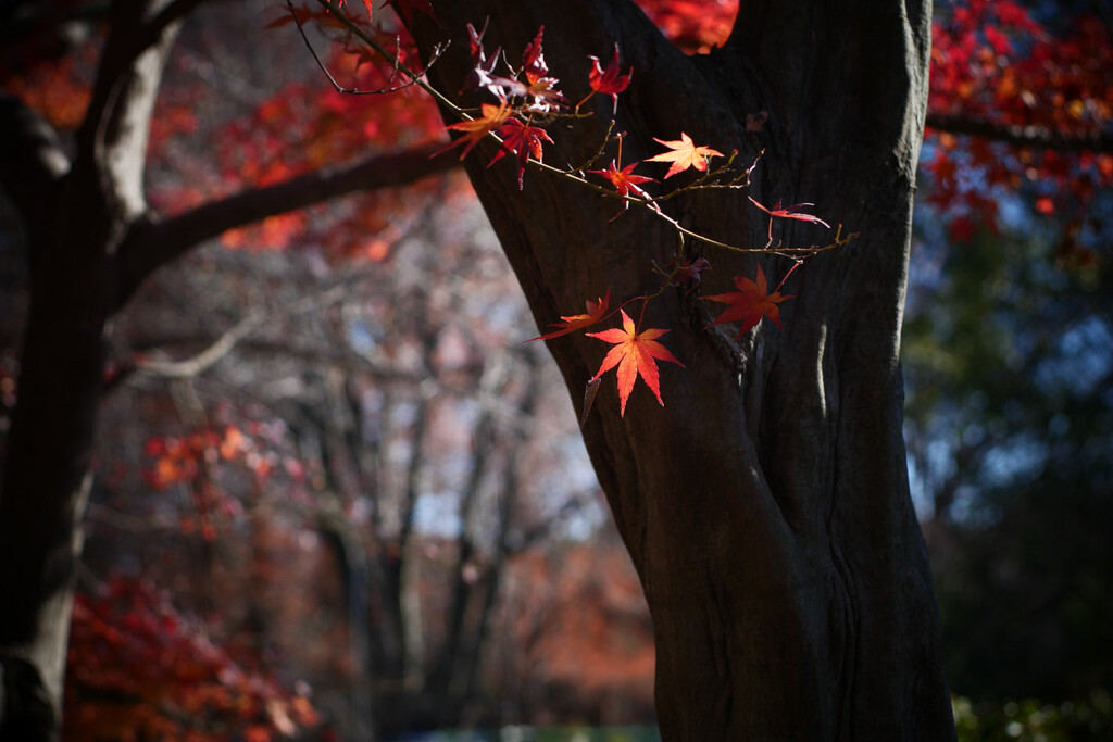 ラスト紅葉