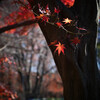 ラスト紅葉