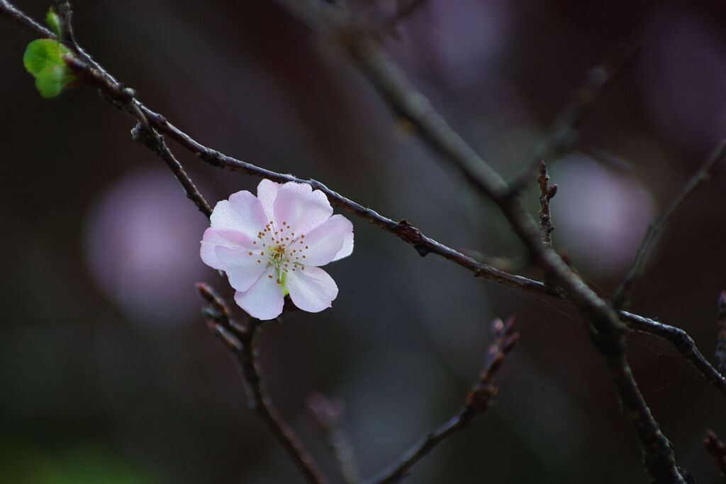 11月の桜