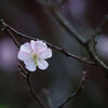 11月の桜