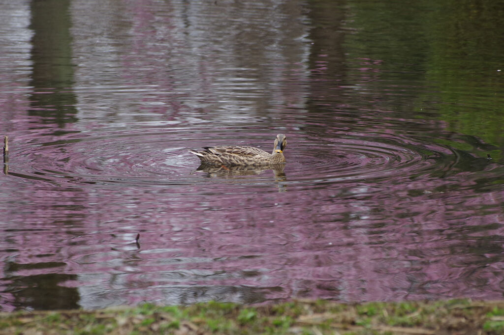 気付かれたっ