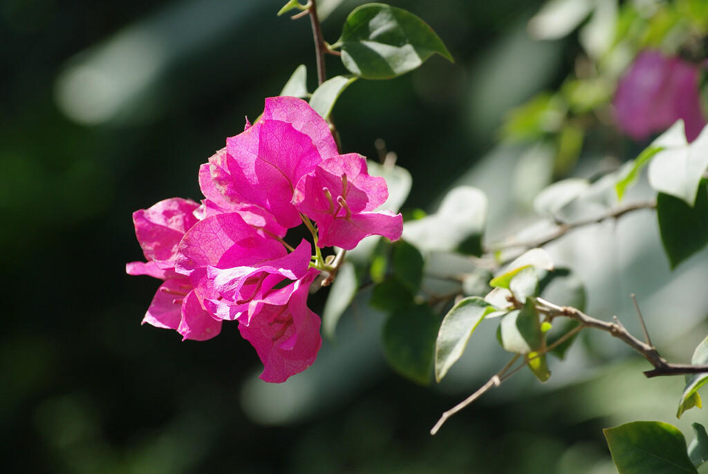 ブーゲンビリア 1