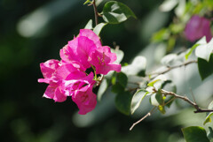 ブーゲンビリア 1