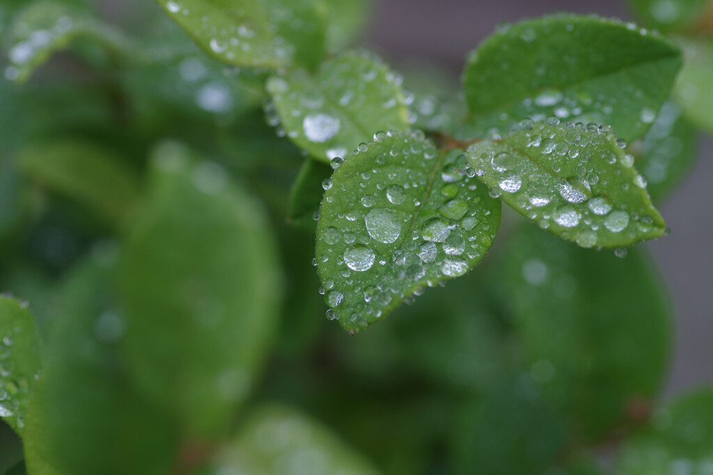 雨のち散歩