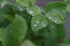 雨のち散歩