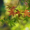 紅葉見つけた