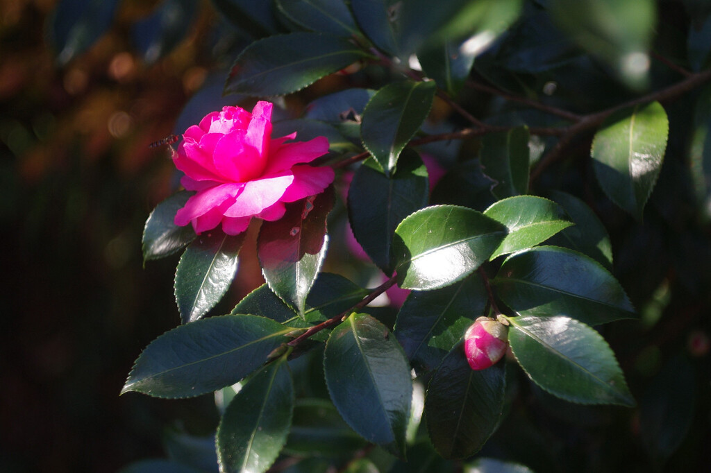 山茶花