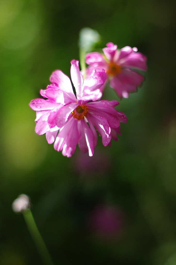 シュウメイギク
