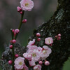 春寒の梅