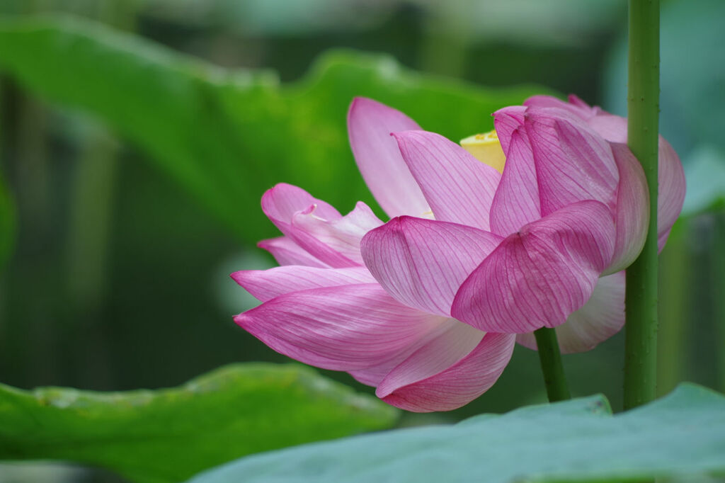 花びら